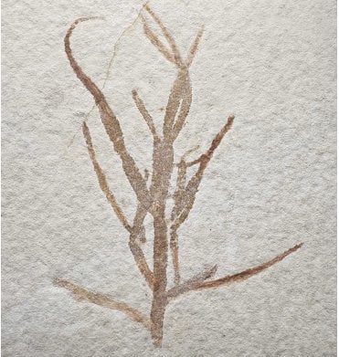 Rare Fossil Conifer Plant from the Upper Jurassic of Germany (SKU OF4158):- Brachyphyllum sp.