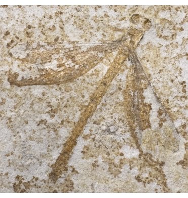 Rare Fossil Dragonfly from the Upper Jurassic of Germany (SKU OF3800):- Tharsophelbia sp.