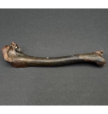 Rare Fossil Rabbit/ Hare Humerus Bone from Florida, USA (SKU V7011):- Sylvilagus floridanus
