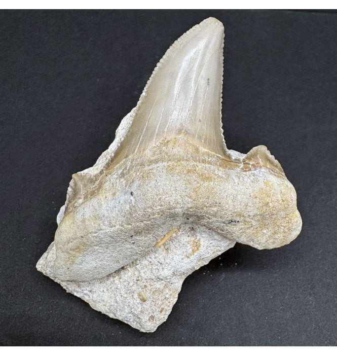 Rare Fossil Shark Tooth from the Upper Eocene of Morocco, North Africa (SKU V7355):- Otodus (Carcharocles) cf. auriculatus