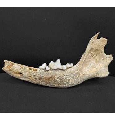 Rare Ice Age Fossil Wolf Jaw from South East Poland (SKU V8835):- Canis lupis