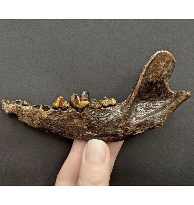 Rare Ice Age Fossil Wolf Jaw from South East Poland (SKU V8918):- Canis lupis