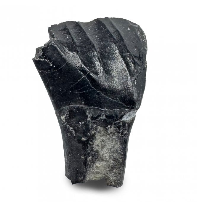 Rare Iguanodontid Tooth from Isle of Wight, England (SKU V8807):-  Mantellisaurus cf. atherfieldensis