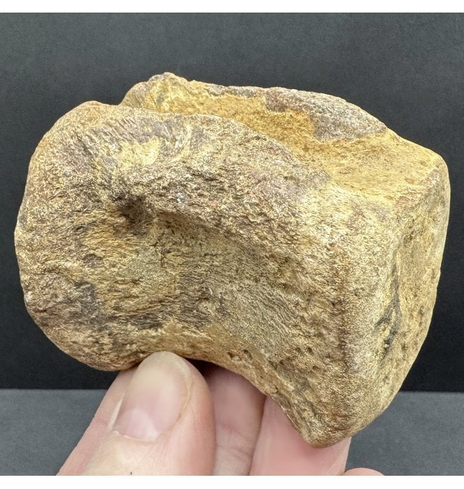 Rare Jurassic/Cretaceous Crocodile Vertebra from Talsint, Morocco (SKU V8471):- ‘Machimosaurus’