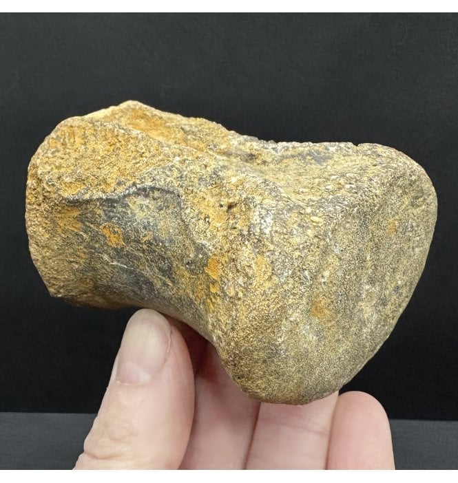 Rare Jurassic/Cretaceous Crocodile Vertebra from Talsint, Morocco (SKU V8472):- ‘Machimosaurus’