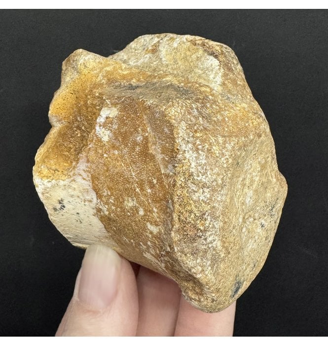 Rare Jurassic/Cretaceous Crocodile Vertebra from Talsint, Morocco (SKU V8935):- ‘Machimosaurus’