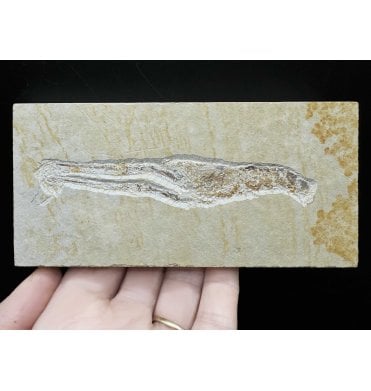Rare Jurassic Fossil Lobster from the Upper Jurassic of Germany (SKU OF3082):- Mecochirus longimanatus