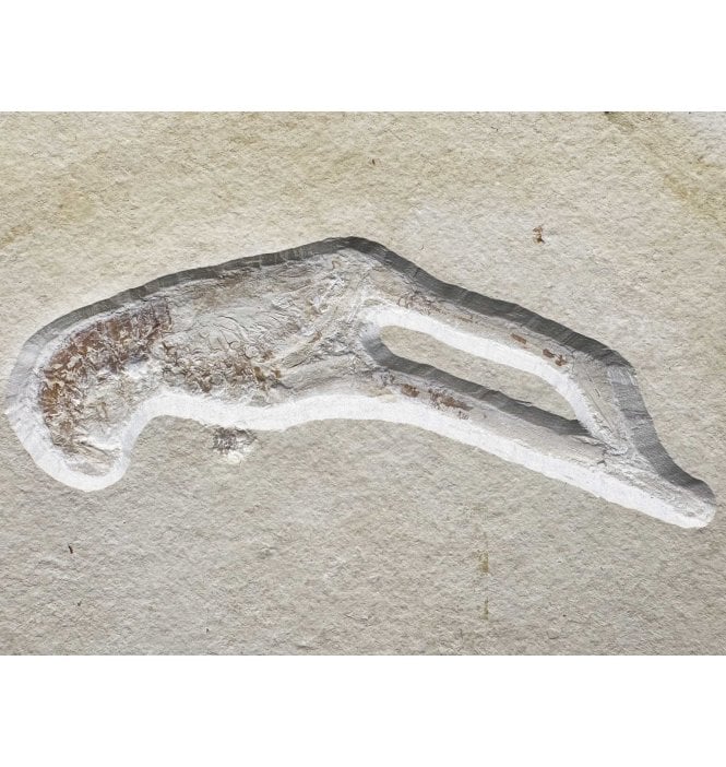 Rare Jurassic Fossil Lobster from the Upper Jurassic of Germany (SKU OF3083):- Mecochirus longimanatus