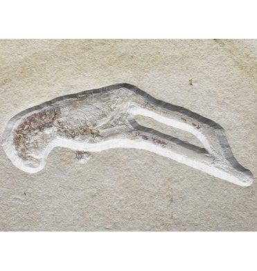 Rare Jurassic Fossil Lobster from the Upper Jurassic of Germany (SKU OF3083):- Mecochirus longimanatus