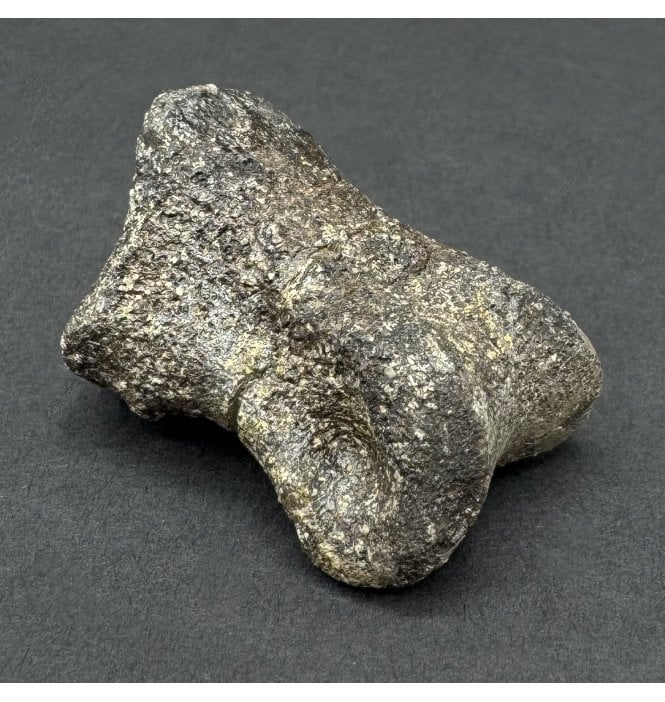 Rare Jurassic Theropod (Coelurosaurian) Toe Bone from Wyoming, USA (SKU V8647):- Ornitholestes hermani