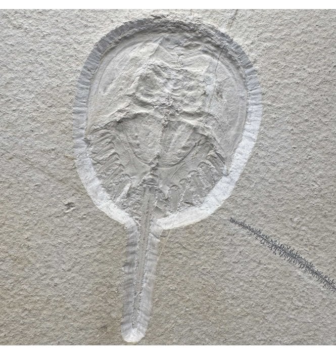 Rare Jurassic Xiphosuran (Horseshoe Crab) from the Upper Jurassic, Solnhofen, Germany (SKU OF4157):- Mesolimulus cf. walchi