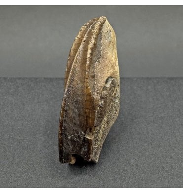 Rare Lambeosaurid/ Hadrosaur Cretaceous Dinosaur Tooth from Montana, USA (SKU V7733):- Corythosaurus cf. casuarius