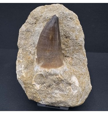 Rare Large Cretaceous Mosasaur Tooth from Morocco (SKU V7215):- Prognathodon currii