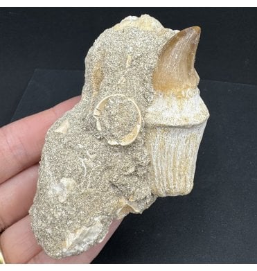 Rare Large Cretaceous Mosasaur Tooth from Morocco (SKU V7534):- Eremiasaurus heterodontus