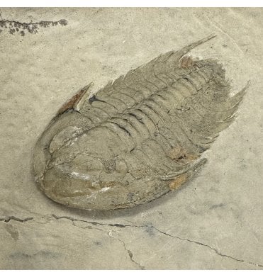 Rare Lower Cambrian Trilobite from Issafen, Morocco (SKU T1600):- Neltneria cf. jaqueti