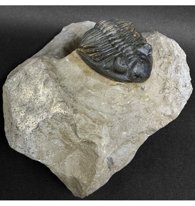 Rare Lower Devonian Trilobite from Djebel Oufaten Morocco (SKU T1549):- Hollardops mesocristata