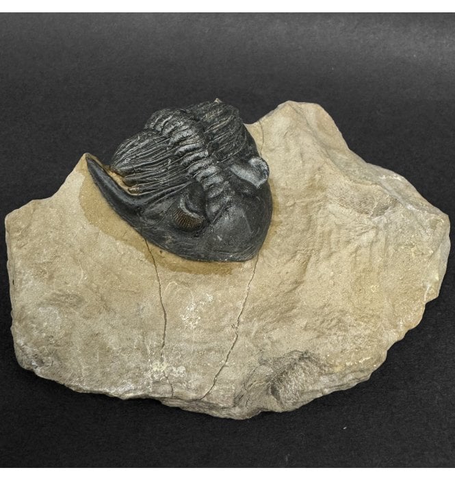 Rare Lower Devonian Trilobite from Djebel Oufaten Morocco (SKU T1555):- Hollardops mesocristata