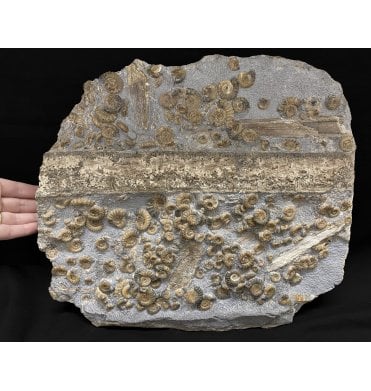 Rare Lower Jurassic, Lower Lias Calcite Ammonite Cluster from Charmouth, Dorset, England (SKU A2419):- Promicroceras planicosta