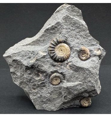 Rare Lower Jurassic, Lower Lias Calcite Ammonite Cluster from Charmouth, Dorset, England (SKU A3876):- Promicroceras planicosta
