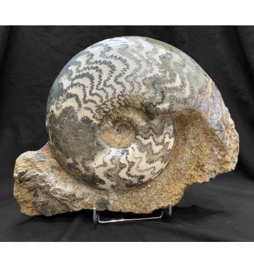 Rare Lower Lias, Lower Jurassic Ammonite from Scunthorpe, England (SKU A1843):-  Eparietites denotatus