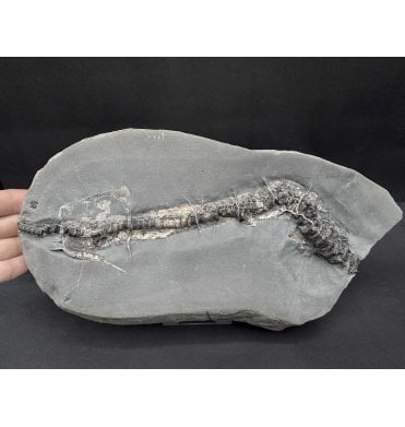 Rare Lower Lias, Lower Jurassic Ichthyosaurus Tail Bend - Vertebral Column from Charmouth, Dorset, England (SKU V7965):- Ichthyosaurus communis