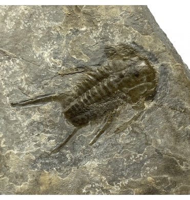 Rare Lower Middle Cambrian Trilobite from Nevada, USA (SKU T0980):- Albertella longwelli