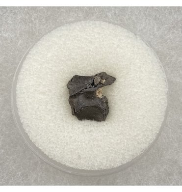 Rare Lower Permian Amphibian Vertebra from Oklahoma, USA (SKU V2785):- Cacops cf. aspidephorus
