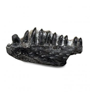 Rare Lower Permian Reptile Jaw with Teeth from Oklahoma, USA (SKU V7110):- Captorhinus aguti