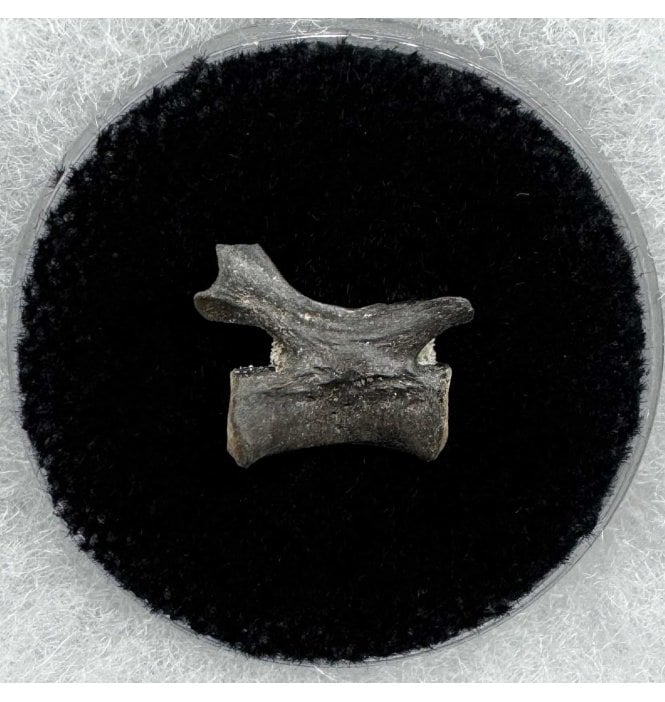 Rare Lower Permian Synapsid Reptile Vertebra from Oklahoma, USA (SKU V6623):- Mycterosaurus longiceps