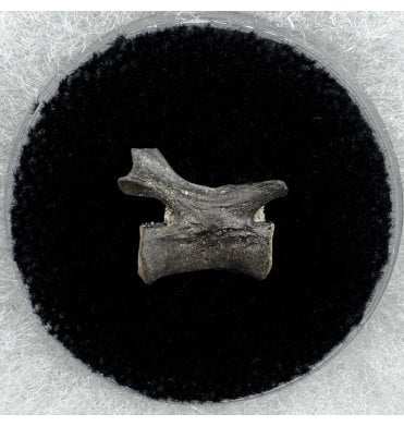 Rare Lower Permian Synapsid Reptile Vertebra from Oklahoma, USA (SKU V6623):- Mycterosaurus longiceps