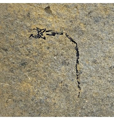 Rare Middle Devonian Eel-like Fossil Fish from Caithness, Scotland (SKU V4664):- Palaeospondylus gunni