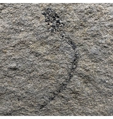 Rare Middle Devonian Eel-like Fossil Fish from Caithness, Scotland (SKU V8089):- Palaeospondylus gunni