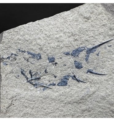 Rare Middle Devonian Primitive Shark (Acanthodian) from Caithness, Scotland (SKU V9177):- Mesacanthus pusilis
