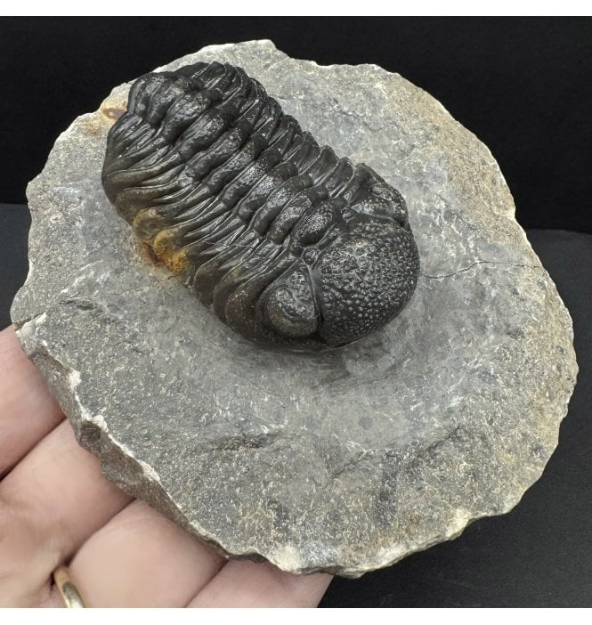 Rare Middle Devonian Trilobite from Djebel Oufaten, Morocco (SKU T1483):- Morocops (Barrandeops) ovatus