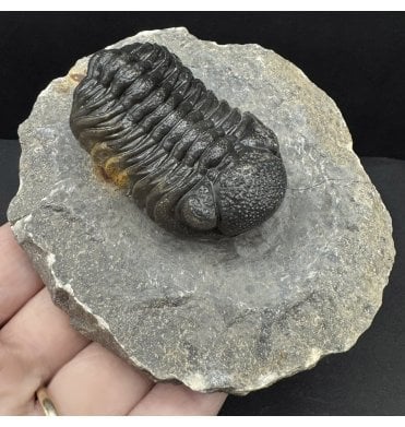Rare Middle Devonian Trilobite from Djebel Oufaten, Morocco (SKU T1483):- Morocops (Barrandeops) ovatus