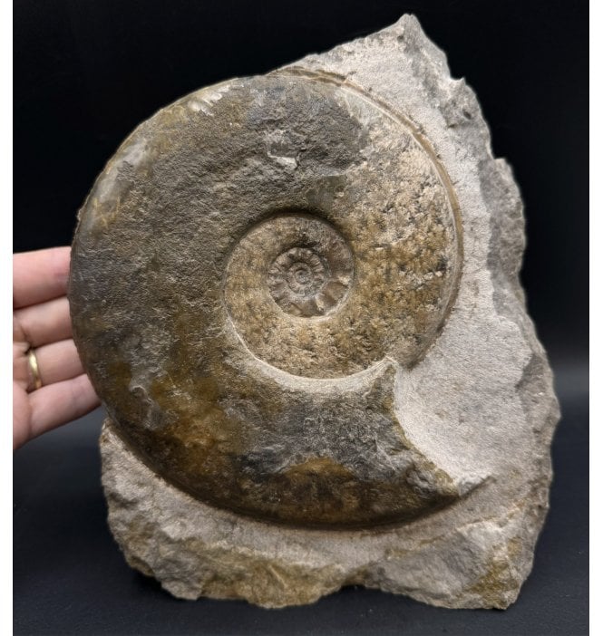 Rare Middle Jurassic Ammonite from Isle of Skye, Scotland (SKU A3293):- Sonninia cf. propinquans