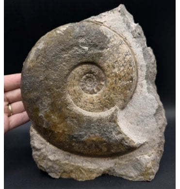 Rare Middle Jurassic Ammonite from Isle of Skye, Scotland (SKU A3293):- Sonninia cf. propinquans