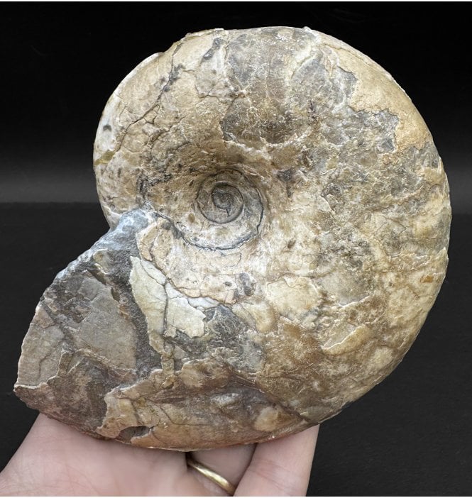 Rare Middle Jurassic Ammonite from Isle of Skye (SKU A3273):- Lytoceras amplum