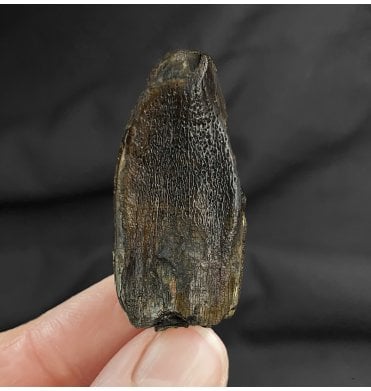 Rare Middle Jurassic Eusauropod (Sauropod) Dinosaur Tooth from Niger, Eastern Africa (SKU V2986):- Jobaria cf. tiguidensis