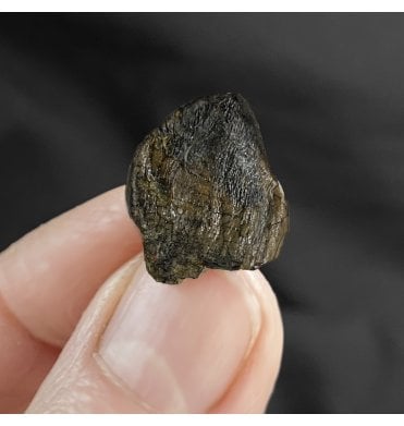 Rare Middle Jurassic Eusauropod (Sauropod) Dinosaur Tooth from Niger, Eastern Africa (SKU V2987):- Jobaria cf. tiguidensis