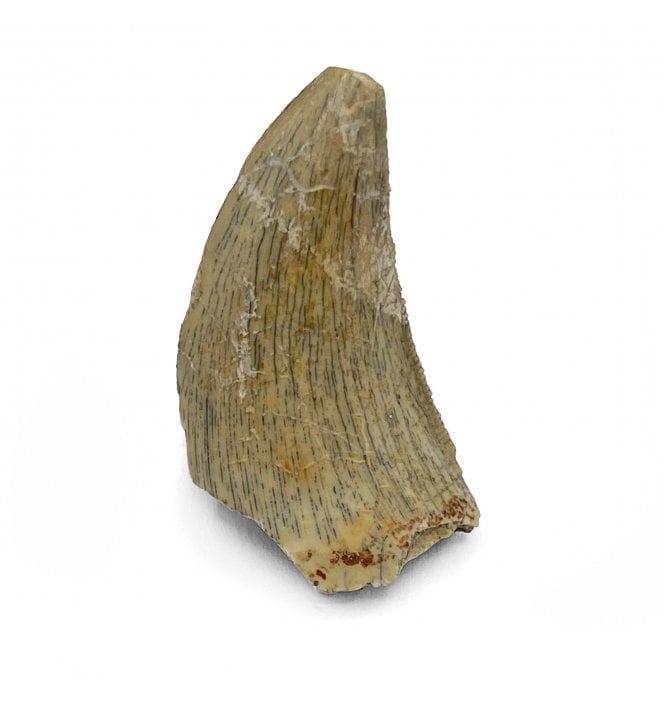 Rare Middle Jurassic Theropod (Megalosaurid) Dinosaur Tooth from the Tiouraren Formation, Niger (SKU V5431):- Afroventator abakensis