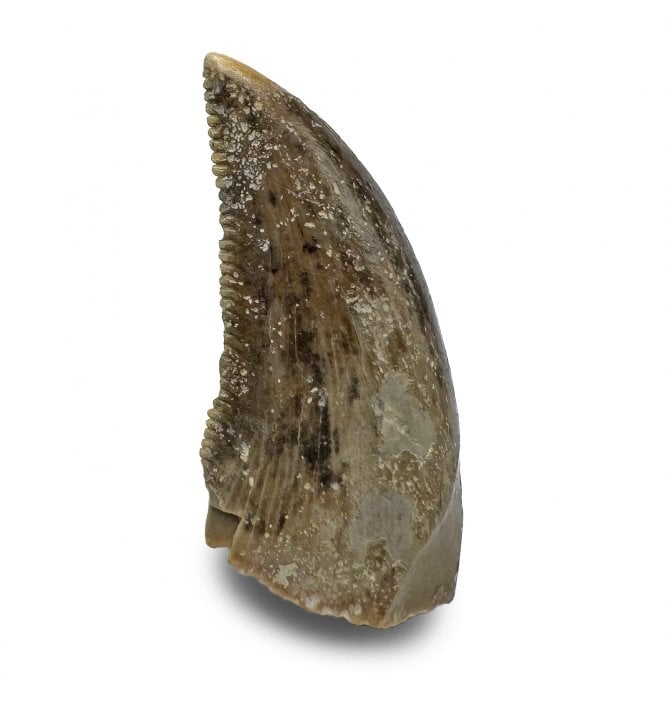 Rare Middle Jurassic Theropod (Neoceratosauria) Dinosaur Tooth from Madagascar (SKU V8652):- Neoceratosauria sp. Indet.