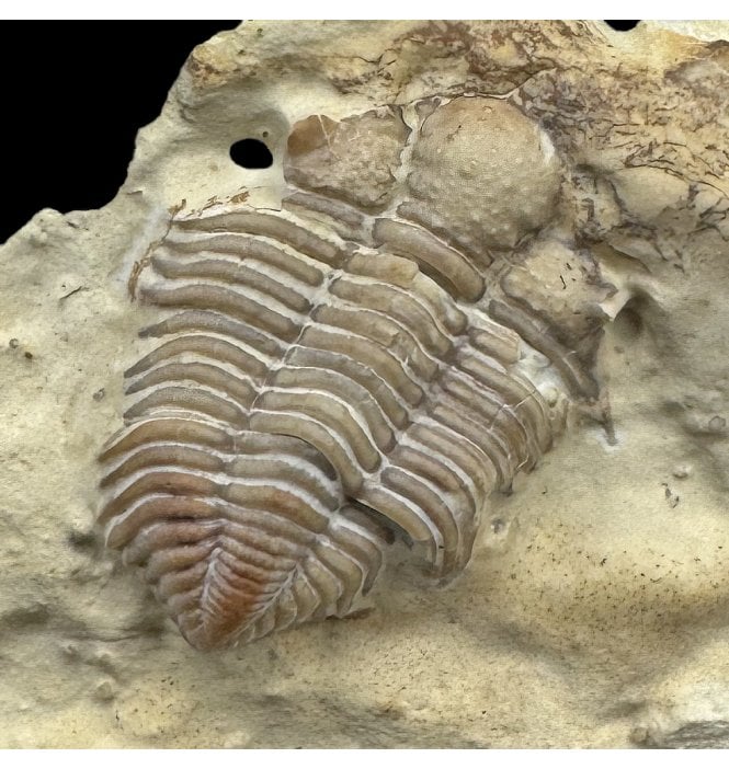 Rare Middle Ordovician Trilobite from Oklahoma, USA (SKU T1453):- Encrinuroides captonis