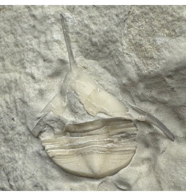 Rare Middle Ordovician Trilobite from Oklahoma, USA (SKU T1455):- Lonchodomas mcgheei
