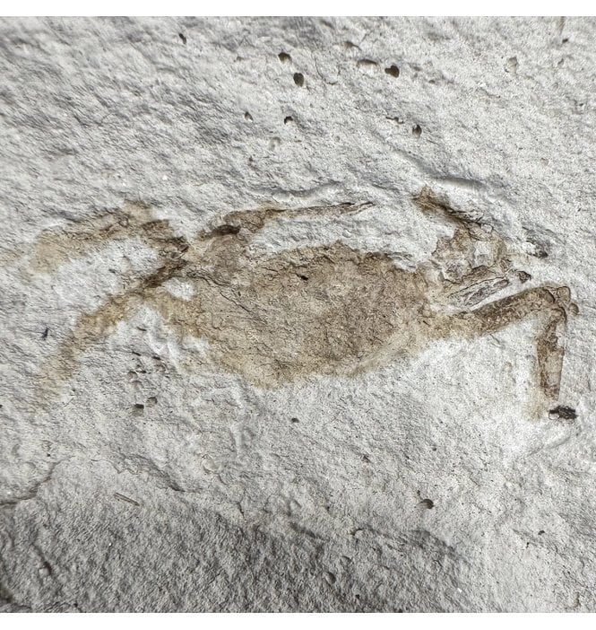 Rare Miocene Fossil Pea Crab from California, USA (SKU OF3953):- Pinnixa galliheri