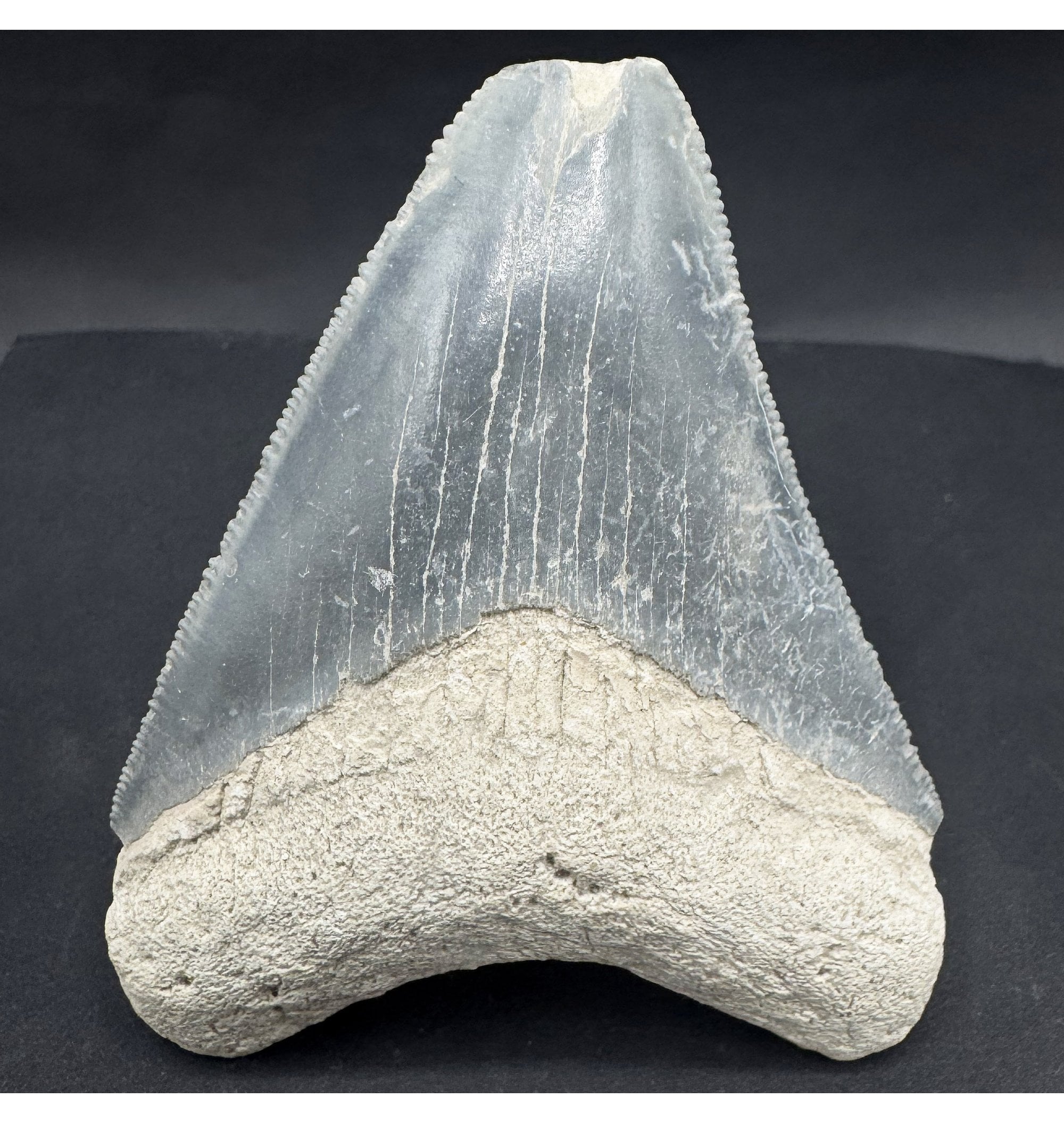 rare-miocene-megalodon-shark-