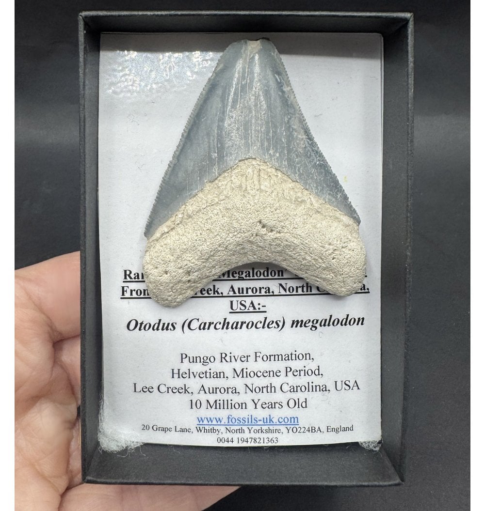 Fossils For Sale | Fossils-UK.com | Rare Miocene 'Megalodon' Shark