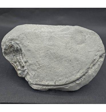 Rare Mississippian, Carboniferous Crinoid from Indiana, USA (SKU OF OF3708):- Scytalocrinus disparllis