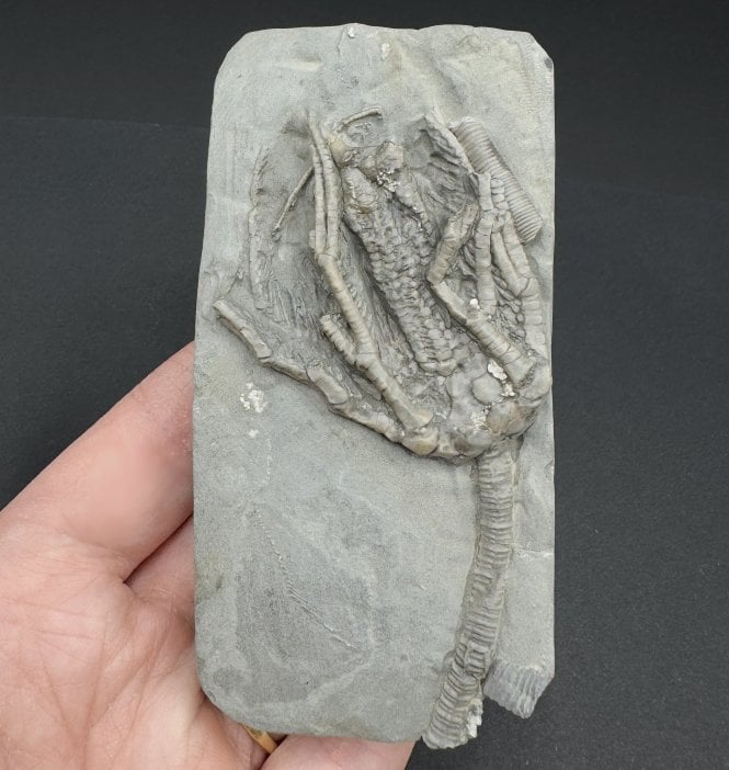 Rare Mississippian, Carboniferous Crinoid from Indiana, USA (SKU OF3515):- Abrotocrinus coreyi