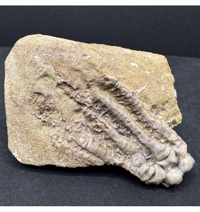 Rare Mississippian, Carboniferous Crinoid from Indiana, USA (SKU OF3635):- Decadocrinus tumidulus